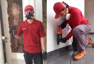 Read more about the article Keuntungan Menggunakan Jasa Anti Rayap